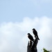 Flickr photo 'American Kestrel' by: Josh Noseworthy.