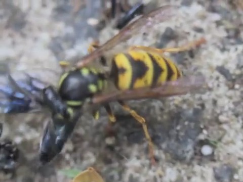 Wasp attack