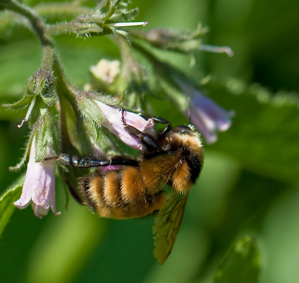 Busy Bee on Comfrey by zenman3