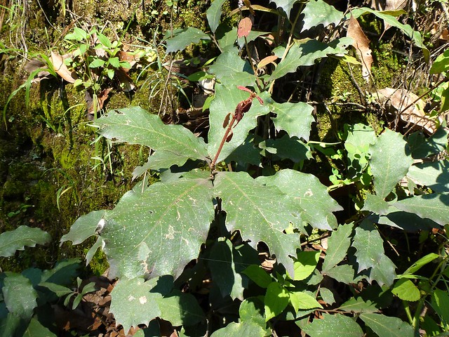 Quercus scytophylla Liebm. 1854 (FAGACEAE)