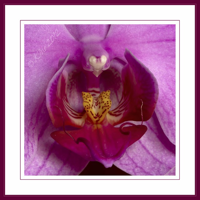 la garganta de una orquídea