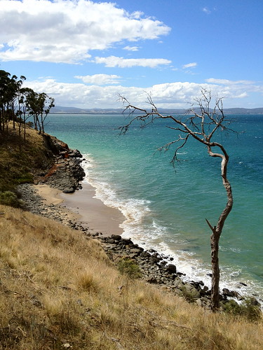 tree beach dead tasmania iphone rochesbeach