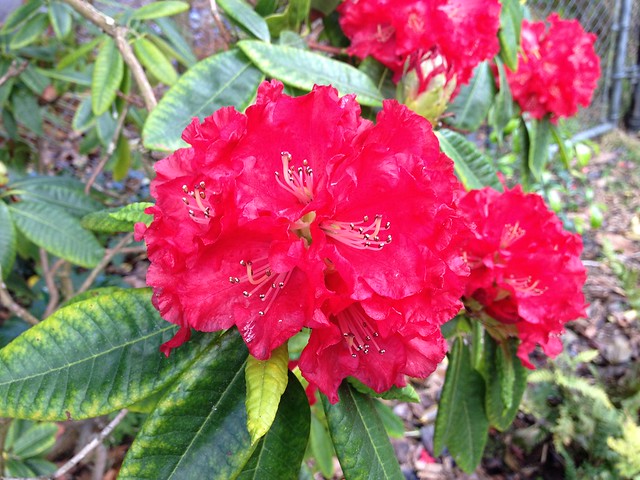 Rhododendron 'John McLaren' bloom San Francisco Botanical Garden at Strybing Arboretum