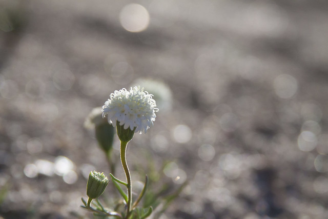 Heavenly Demure Bokeh: Mojave Super Bloom 2016