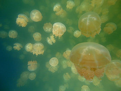 A Jellyfish Dream I