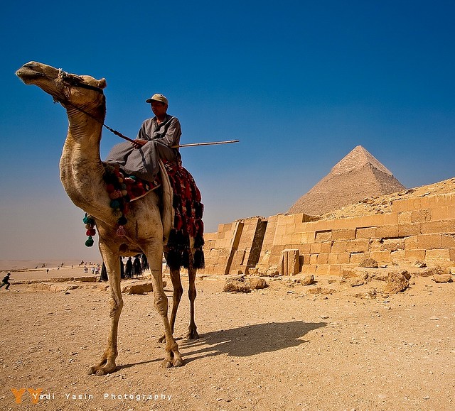 The Camel Raider and the Giza Pyramid