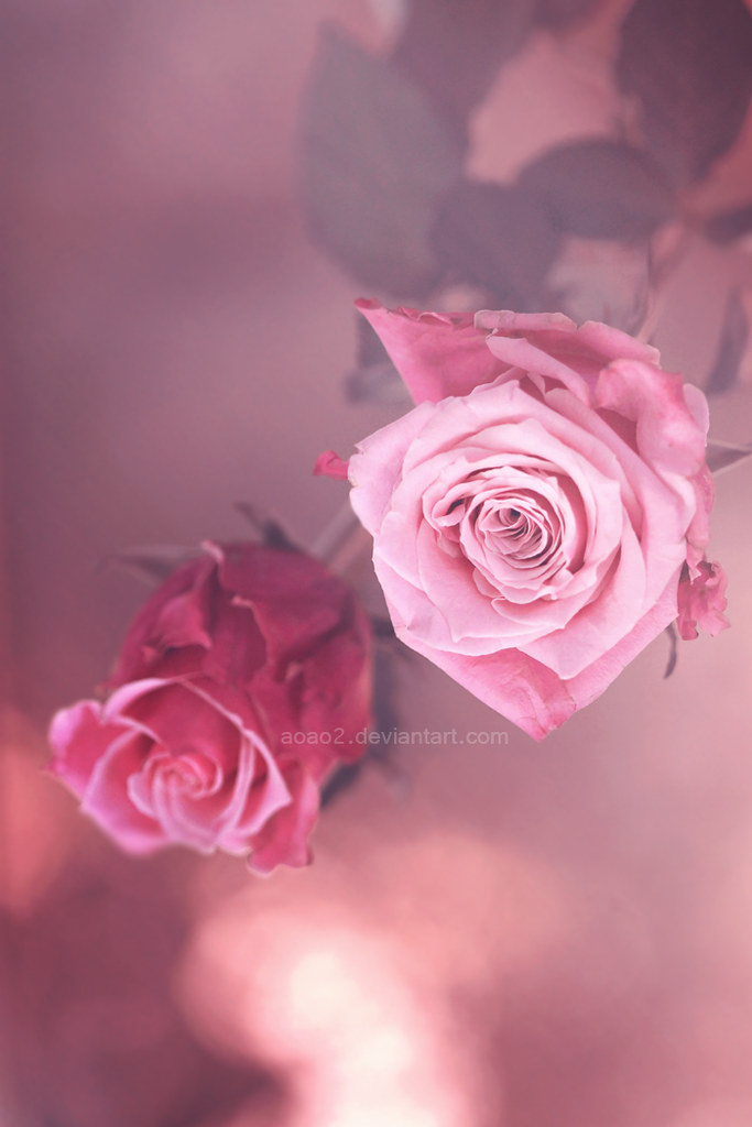Roses from my dream ... | Essa Al Mazroee | Flickr