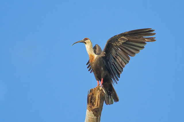 Curicaca (Buff-necked Ibis)