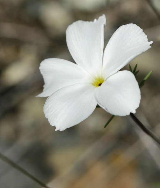 Large-Flowered Linanthus