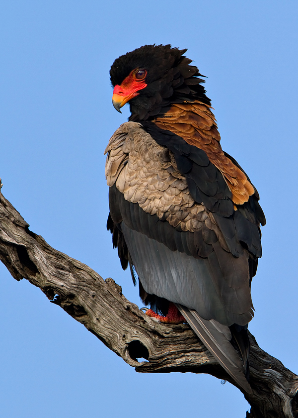 Male Bateleur Eagle (1)(Explore)
