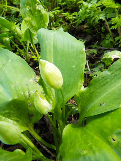 Wild garlic flower bud