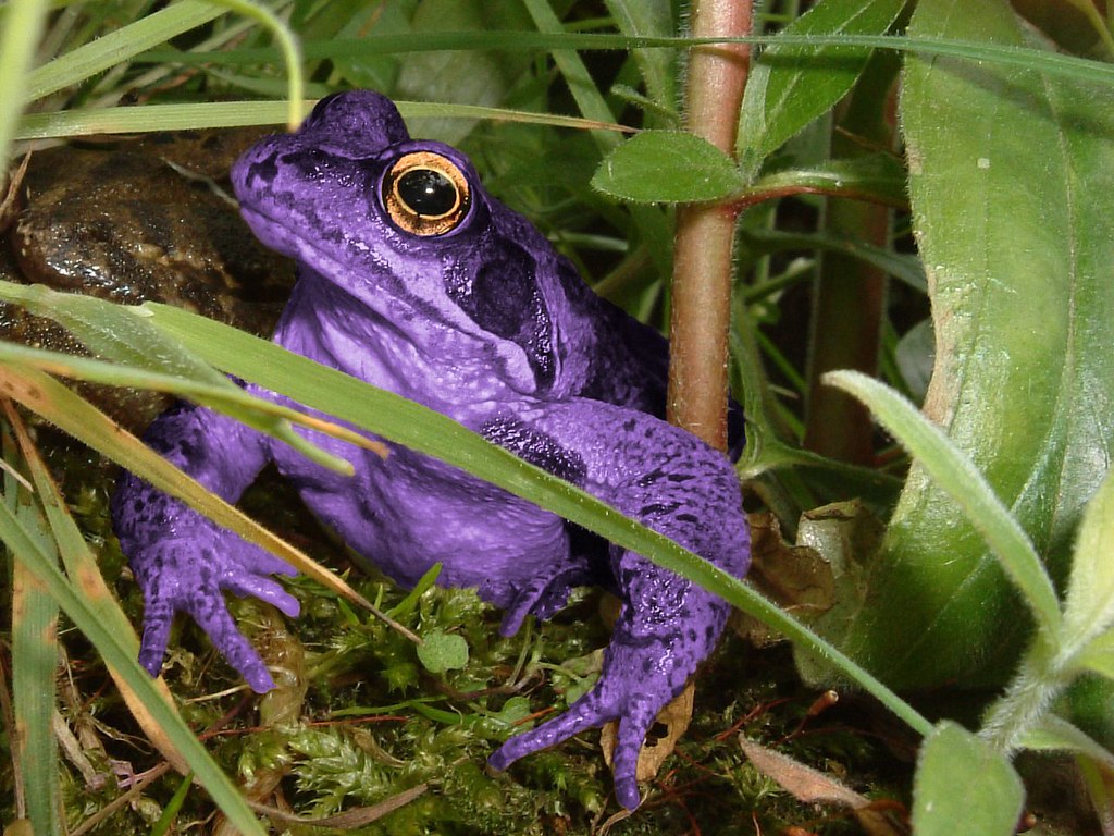 Frog the purple Purple Frog