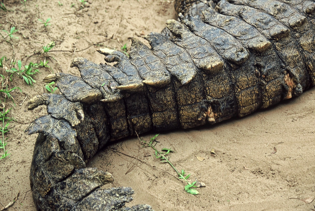 croc-tail | Cesar Aponte | Flickr