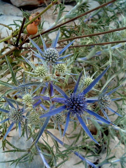 blue wild flowers