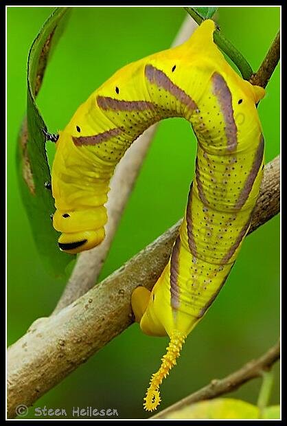 Death's Head Hawk Moth caterpillar