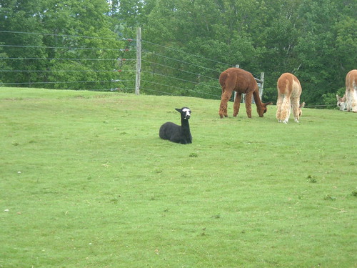 farm maine alpacas