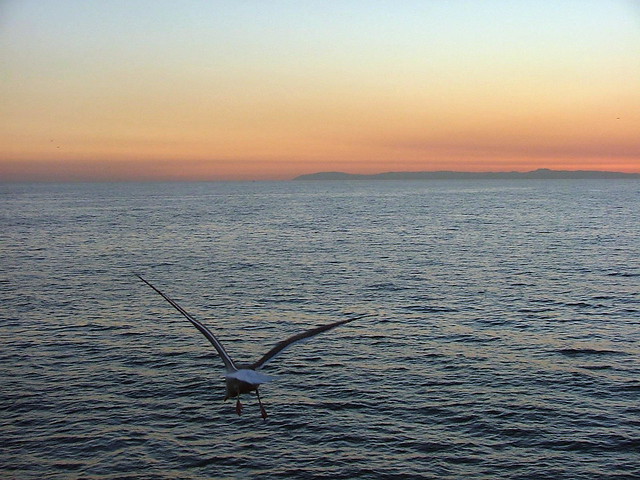 Newport Beach - Orange County - Seagull at sunset - December 3rd 2004