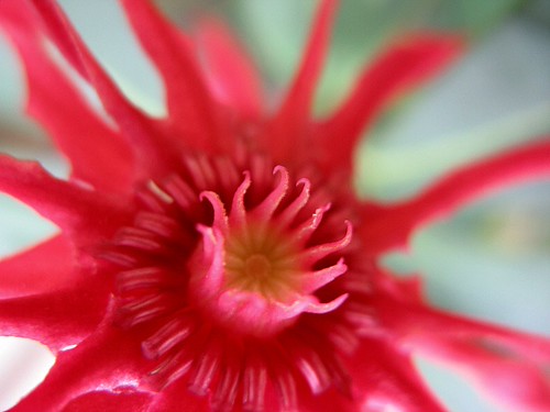 Red Anise... | by Flutterbye_856