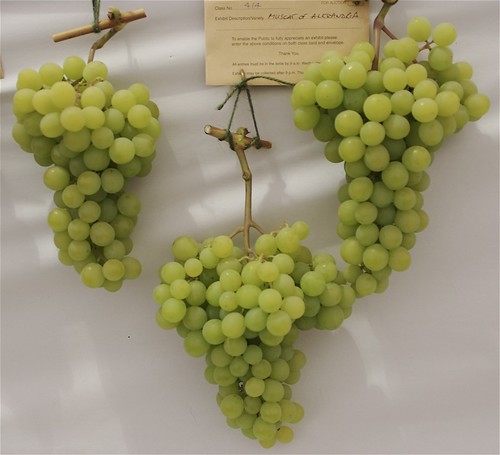 My Muscat of Alexandria Grapes at the Show