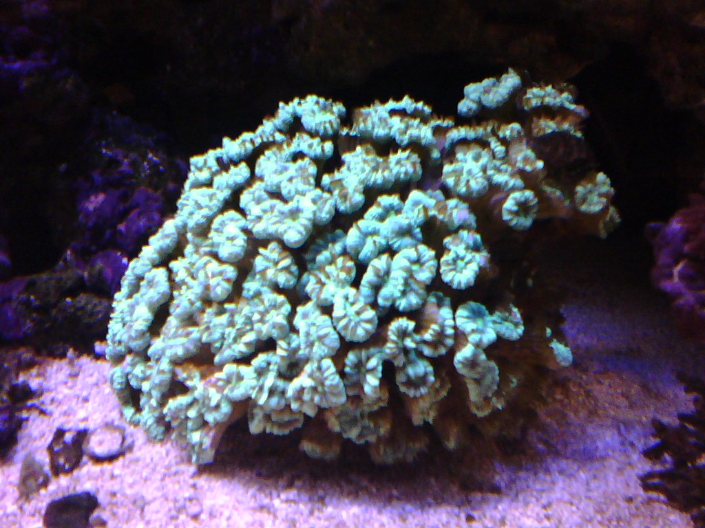 Ailing jade green candy cane coral colony | bdeseattle | Flickr
