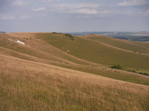 First Sight of Alton Barnes White Horse on Walkers Hill SWC Walk 127 Pewsey Circular