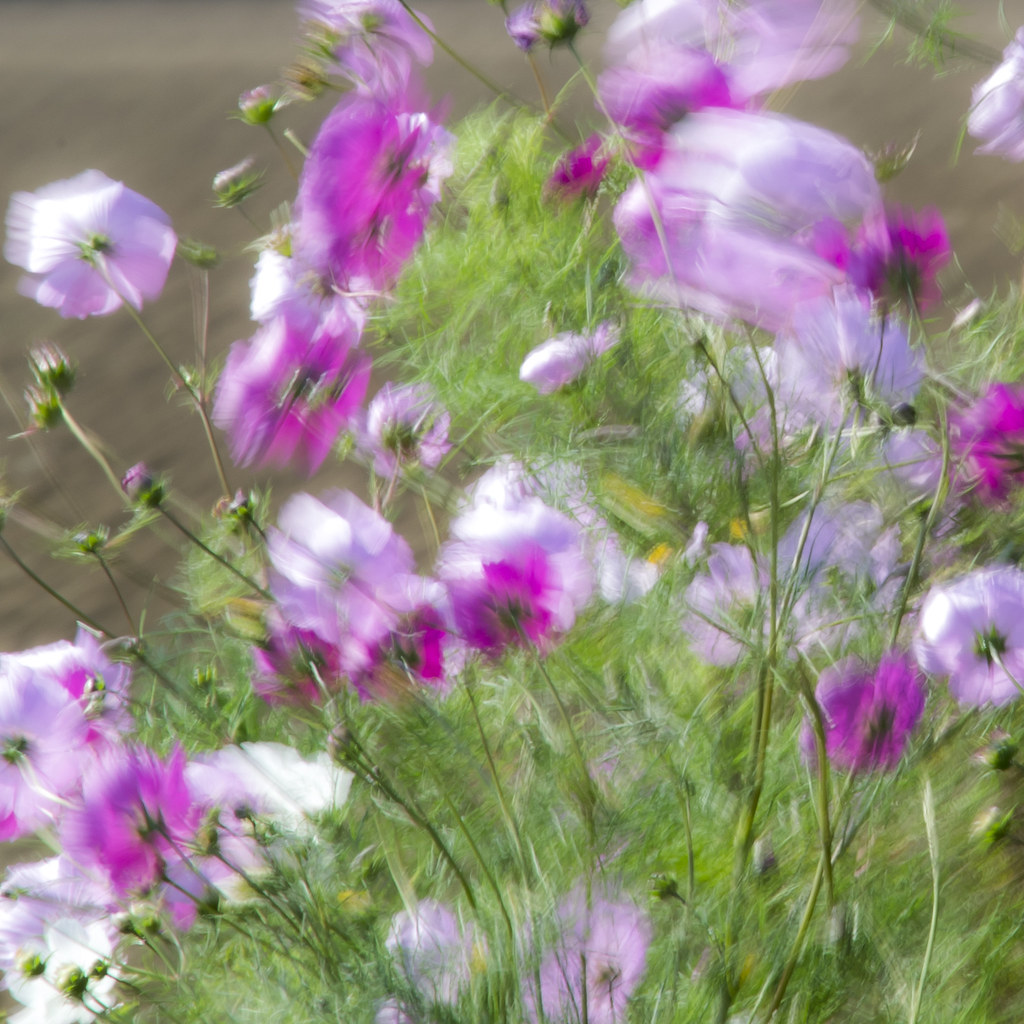 Les dernières fleurs de l'été | Lilouha | Flickr