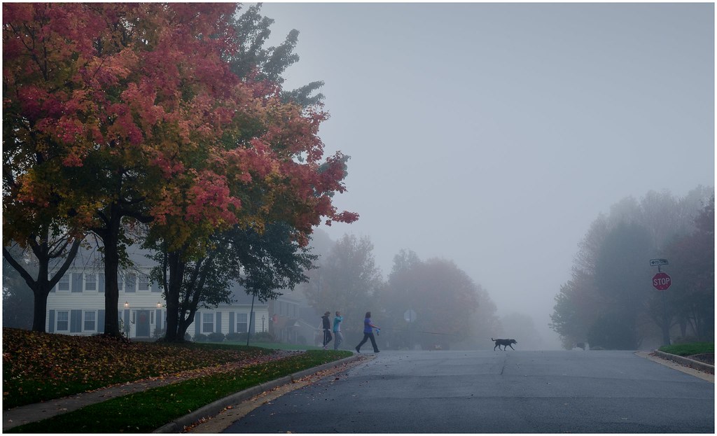 Misty Morning In Fairfax Station, VA