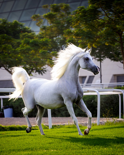 horses horse animal sunrise mare arabian equine qatar canoneos5dmarkiii canon70200mmf28lii