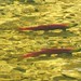Flickr photo 'Sockeye Salmon . Oncorhynchus nerka Spawning' by: gailhampshire.