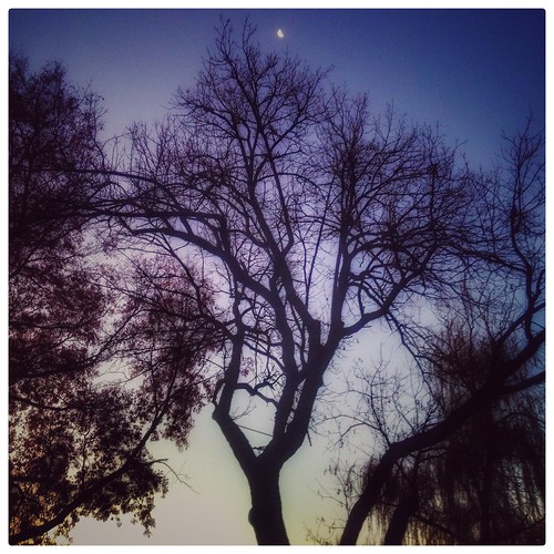 moon tree sunrise florence nebraska omaha hdr iphone iphoneology iphonology