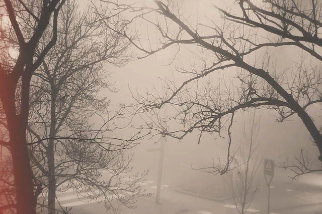 foggy mornings...