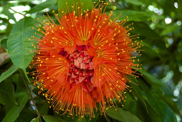 Colourful Flower, Cienfuegos Botanical Gardens, Cuba