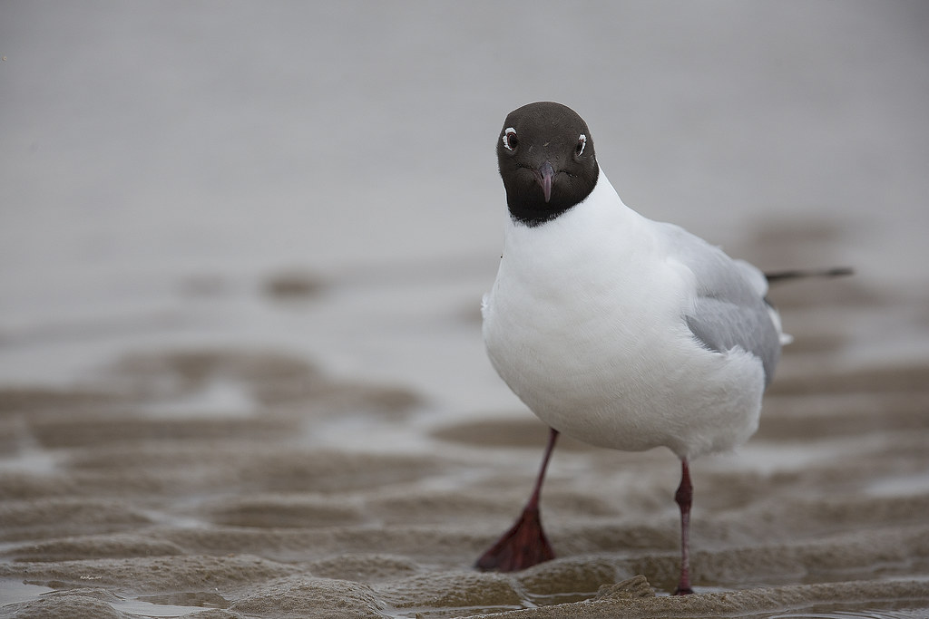 Neil Rae Gull Black Headed Gull | Copyright Neil Hughes. All unauthorised … | Flickr