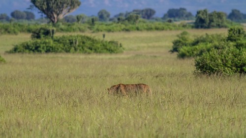 africa lion uganda queenelisabethpark ilobsterit