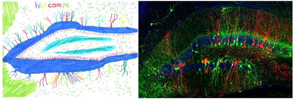 A gauche, dessin d'hippocampe par un enfant dans les temps périscolaires, à droite LINKED IN Age and experience matters when it comes to making connections between new (red) and existing (green) neurons in the brains of mice. BERGAMI ET AL/NEURON 2015.