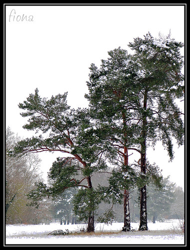 Snowy Trees 9 by Miaowlicious