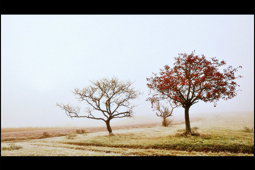 autumn trees mist nature automne landscape nikon herbst arbres highkey paysage brouillard feuilles brume d90 “nikonflickraward” bestcapturesaoi