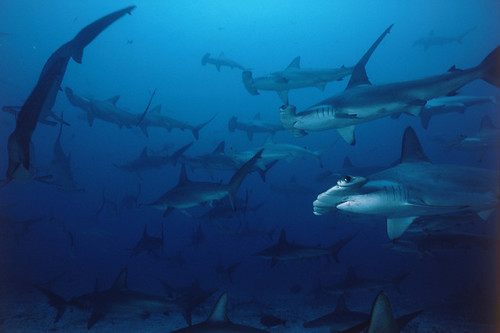 Cocos Island