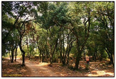 Caminante no hay camino, se hace camino al andar (Bosc del Clascar, Bertí, Sant Quirze Safaja, el Moianès, Catalunya)