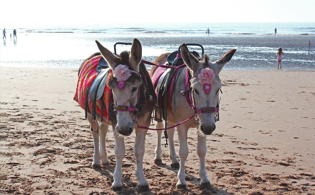 For 2 Pounds donkeys Willow and Nicole will take you for a ride on Blackpoo...