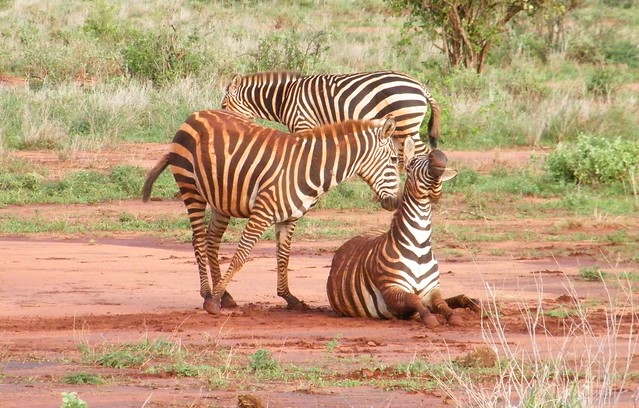 A bit of zebra family love