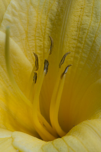 Delicate | by vagabond79