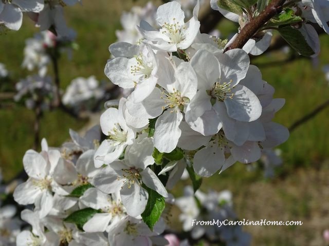 Apple Blossoms 2016 at From My Carolina Home