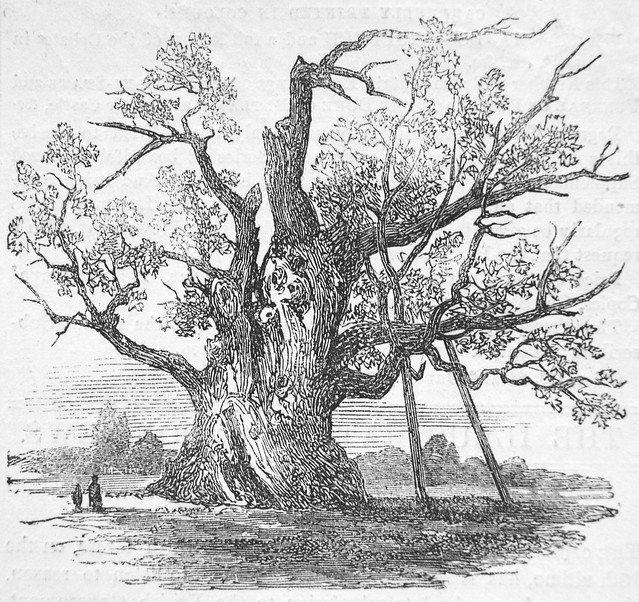 The Cowthorpe Oak