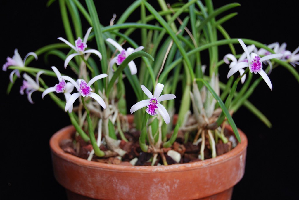 Laelia lundii 'Laurelwood' Plant | Growing into a real speci… | Flickr