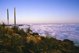 Grass trees and cloud, 1990