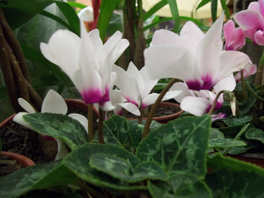 Violetas de Persia blancas | Violeta de Persia llamada tambi… | Flickr