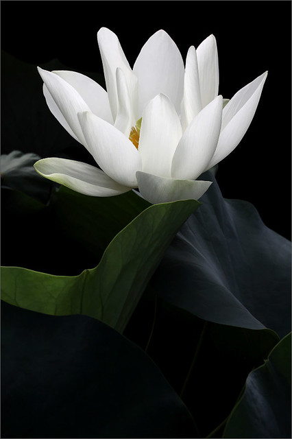 Lotus Flower - IMG_3643-800