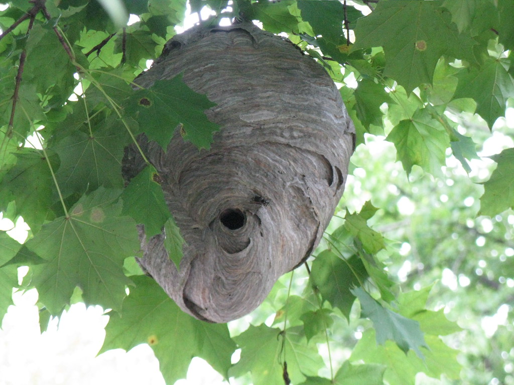 Hornet's Nest