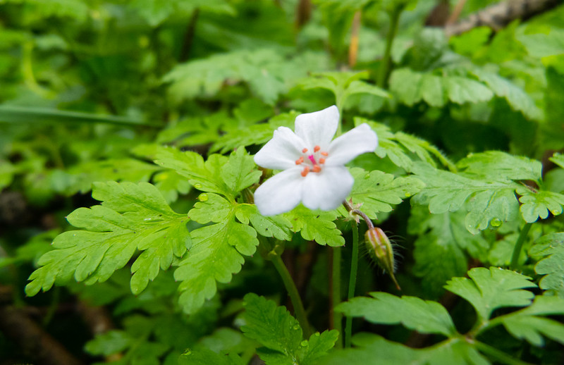 Cranesbill flowering